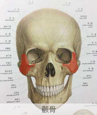 颧骨