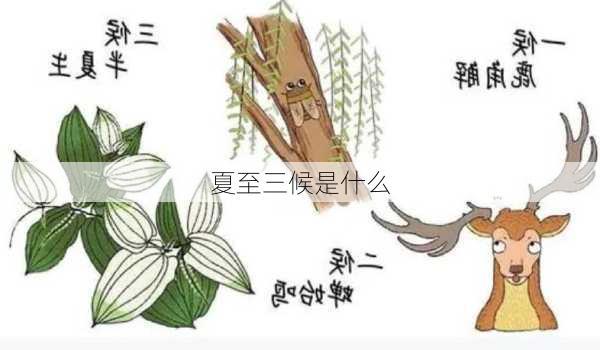 夏至三候是什么