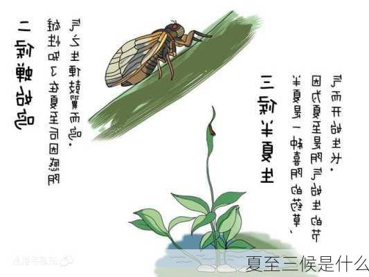 夏至三候是什么