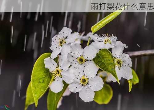 雨打梨花什么意思