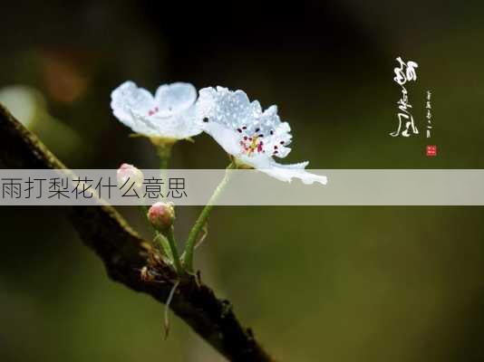 雨打梨花什么意思