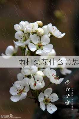 雨打梨花什么意思