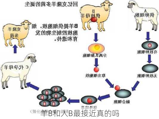 羊B和人B最接近真的吗