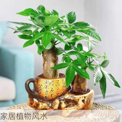 家居植物风水