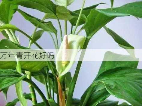 万年青开花好吗