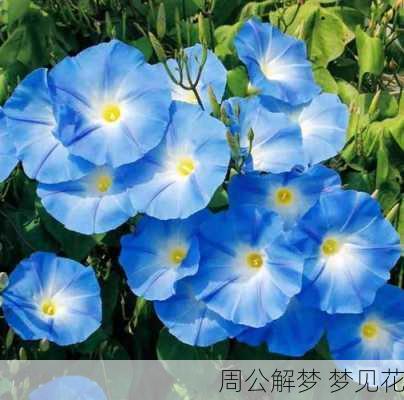 周公解梦 梦见花