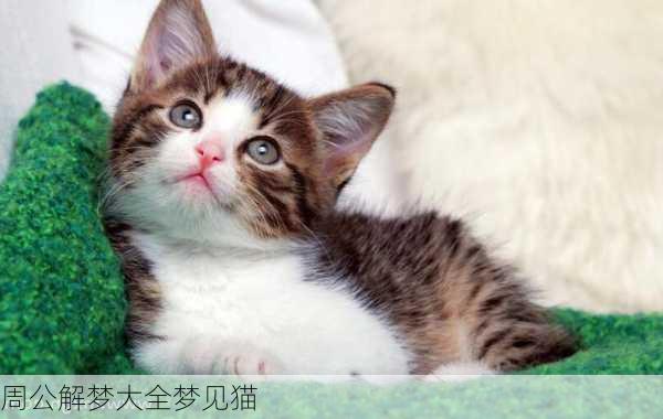 周公解梦大全梦见猫