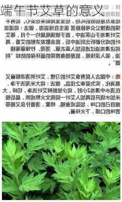 端午节艾草的意义