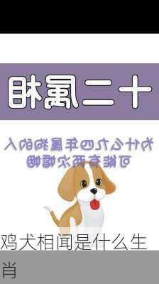 鸡犬相闻是什么生肖