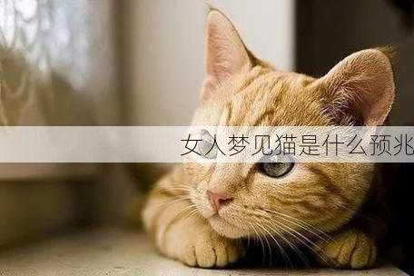 女人梦见猫是什么预兆