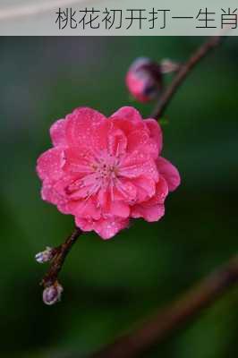 桃花初开打一生肖