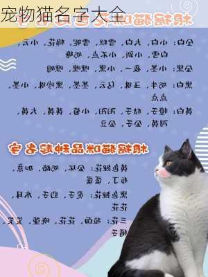 宠物猫名字大全