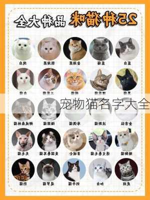 宠物猫名字大全