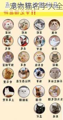 宠物猫名字大全