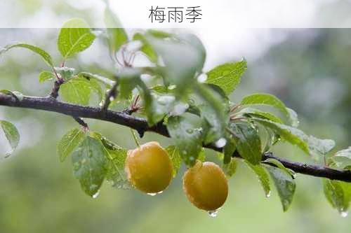 梅雨季