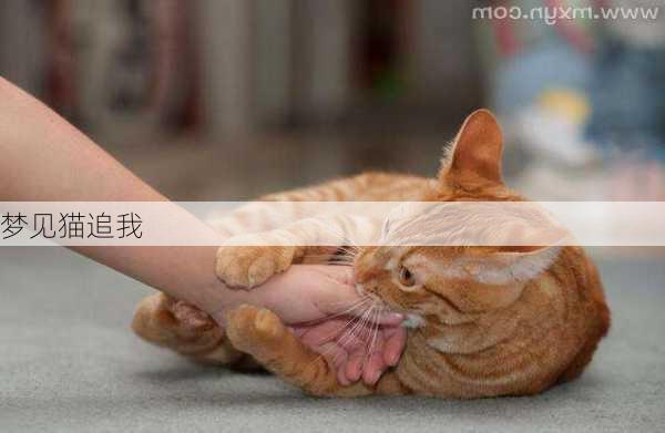 梦见猫追我