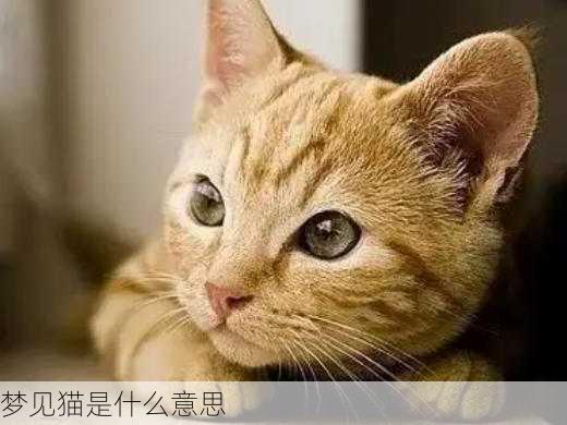 梦见猫是什么意思