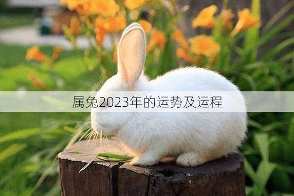 属兔2023年的运势及运程