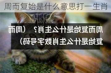 周而复始是什么意思打一生肖