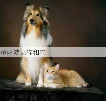 孕妇梦见猫和狗