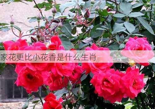 家花更比小花香是什么生肖