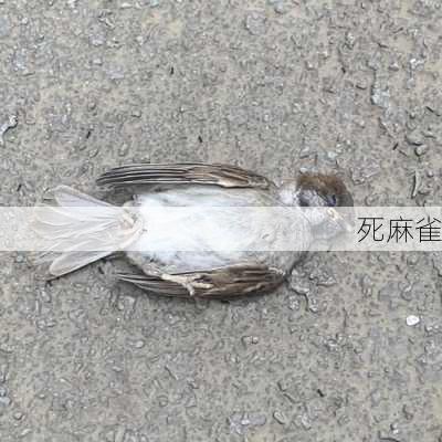 死麻雀