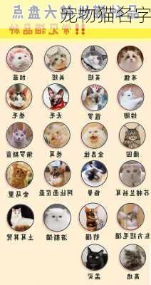 宠物猫名字