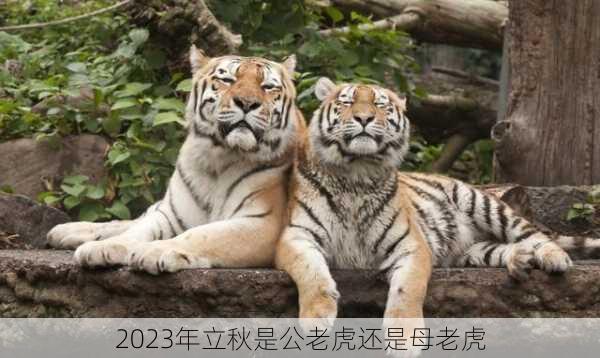 2023年立秋是公老虎还是母老虎