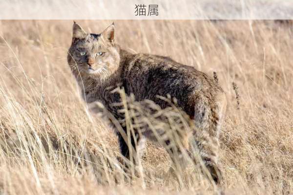 猫属