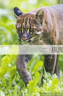 猫属