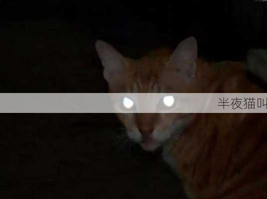 半夜猫叫