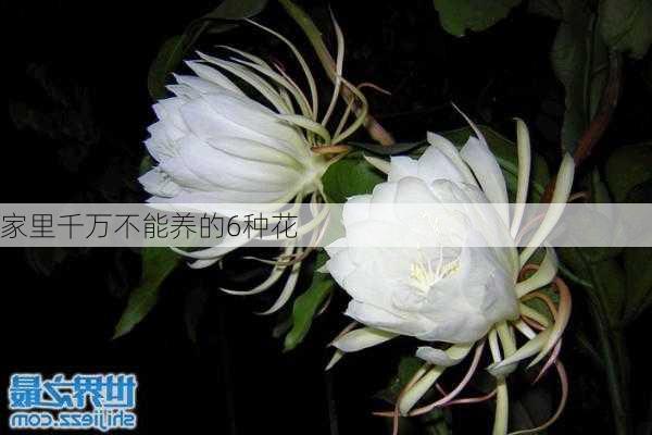 家里千万不能养的6种花