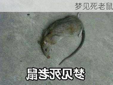 梦见死老鼠