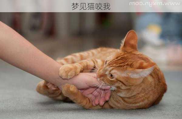 梦见猫咬我