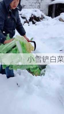 小雪铲白菜