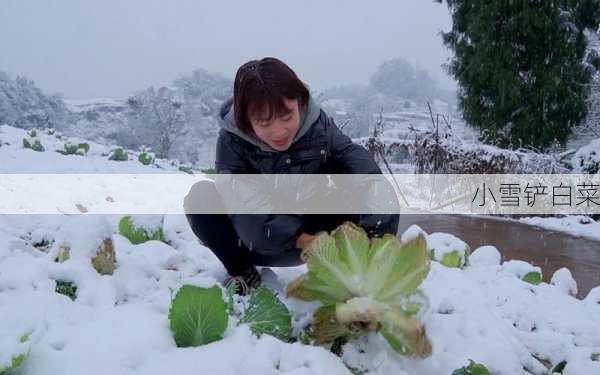 小雪铲白菜