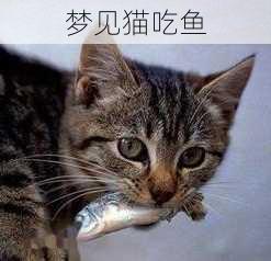 梦见猫吃鱼