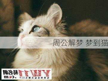 周公解梦 梦到猫