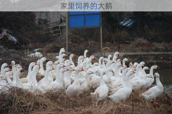 家里饲养的大鹅