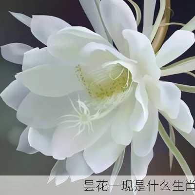 昙花一现是什么生肖