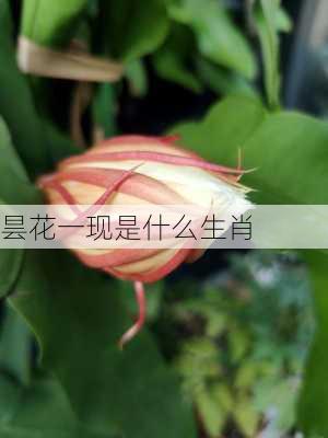 昙花一现是什么生肖