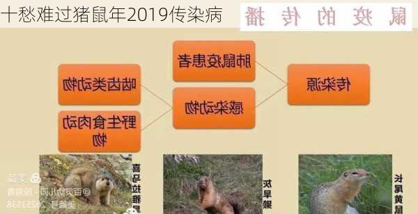 十愁难过猪鼠年2019传染病