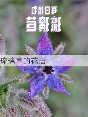 琉璃草的花语