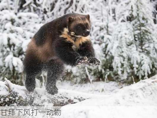 甘拜下风打一动物