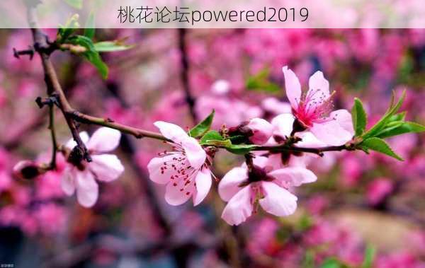 桃花论坛powered2019