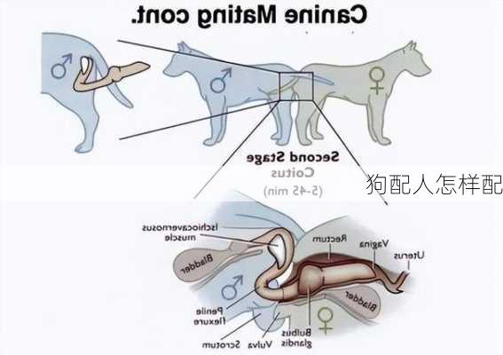 狗配人怎样配