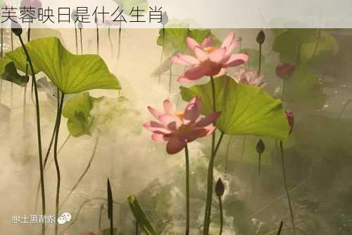 芙蓉映日是什么生肖