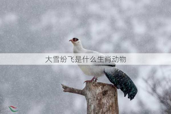 大雪纷飞是什么生肖动物