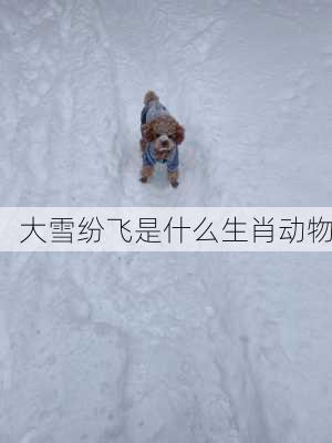 大雪纷飞是什么生肖动物