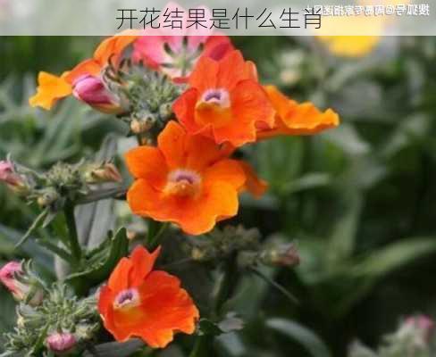 开花结果是什么生肖